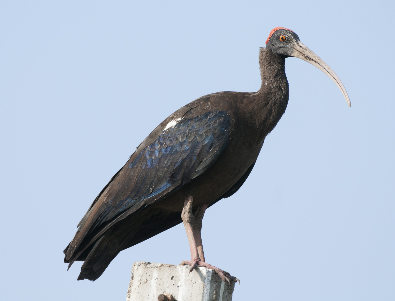 image Red-naped Ibis
